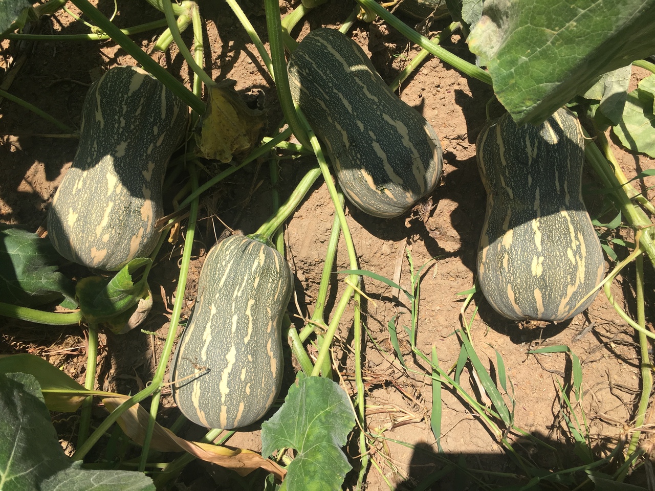 Hướng dẫn gieo trồng giống bí đỏ lai F1 - Super GoldStar 999