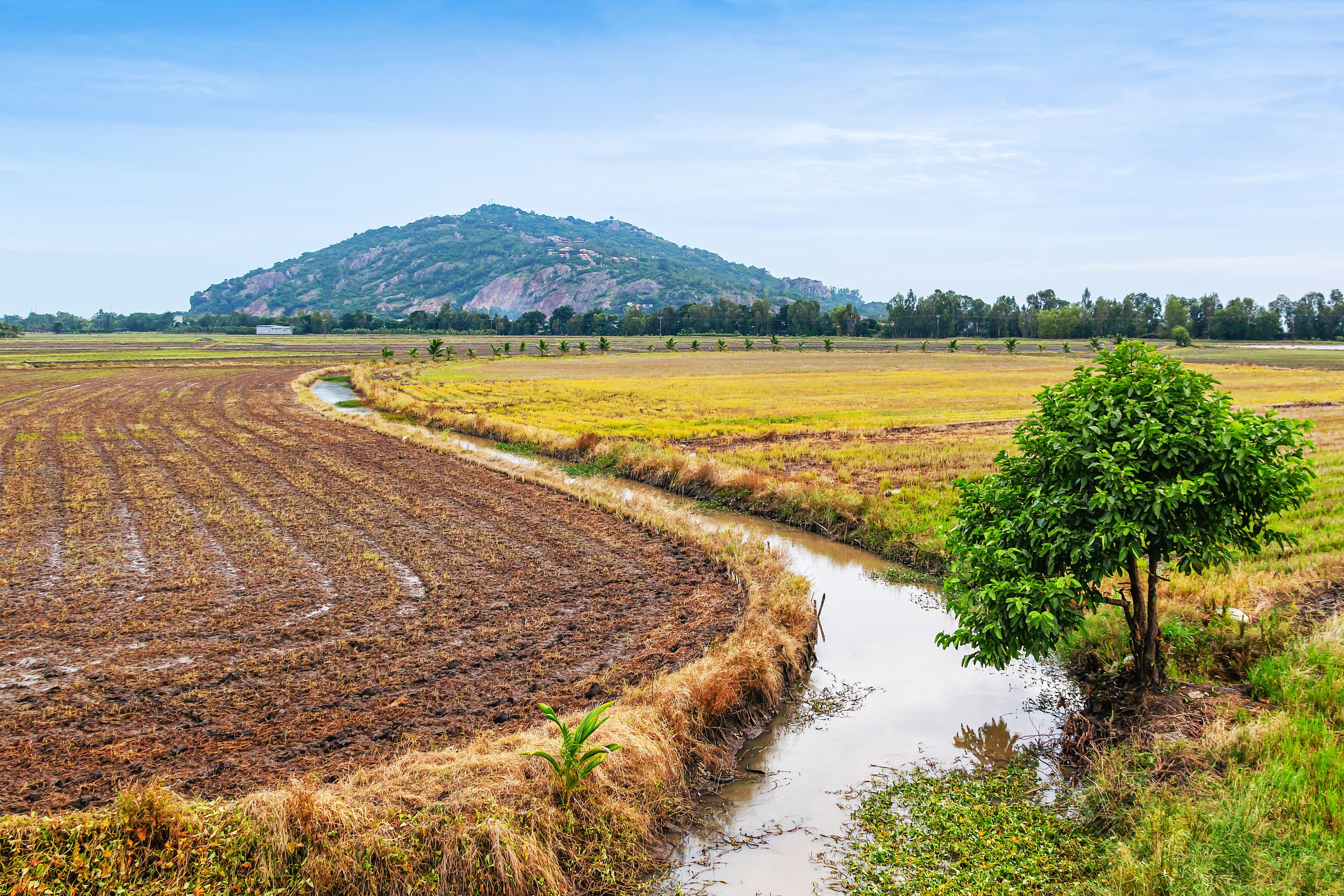 Nông dân ĐBSCL đã vượt qua Khủng hoảng kép như thế nào?