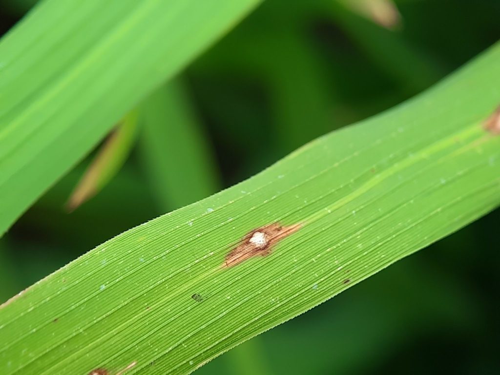 Hướng dẫn cách phòng trừ bệnh đạo ôn