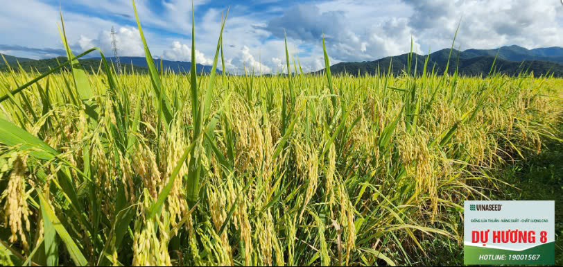 Giống lúa Dự Hương 8: Tiềm năng và triển vọng trong sản xuất nông nghiệp Bắc Giang